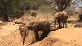 Elefant zeigt seinem Kleinen, wie man runter kommt