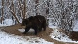 En björn med mentalt trauma