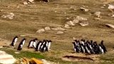Two groups of penguins meet