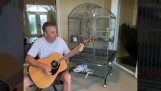 En papegøye synger Led Zeppelin