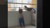 Kat forsøger at beskytte en baby på en altan