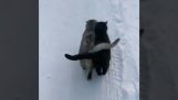 雪の中の2匹の猫