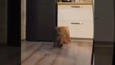 Le abilità di un gatto nella breakdance