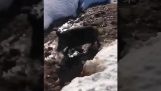 A wild boar slips and falls on hikers