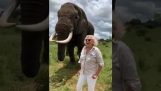 Elefant nimmt ab und versteckt den Hut einer Frau