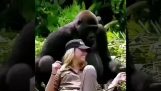 Gorilla essayant de mettre un chapeau