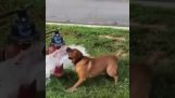 Собака проти пожежного гідранта