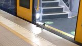 Eine Taube nimmt den Zug