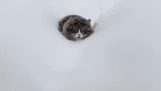 En kat kæmper i sneen