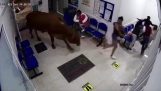 Una vaca entra en un hospital (Colombia)
