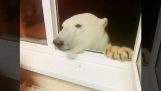 Hrănirea unui urs polar lângă fereastră