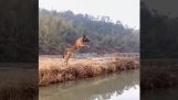 Велики скок малиноиса
