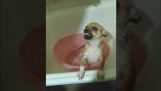 عندما تريد أن تستحم كلبًا بريًا