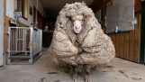 O oaie a fost găsită în pădure cu 35 de kilograme de lână