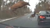 Uma manada de cervos pula em cima de um BMW