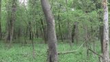 Ein seltsames Geräusch im Wald