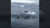 Orcas cooperate smartly to hunt a seal