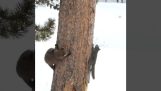 Fretka próbująca złapać wiewiórkę