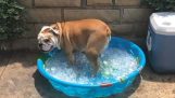 A dog a bath with ice cubes to cool