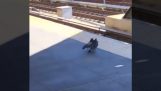 Doi porumbei împing un al treilea în șinele trenului