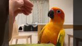 Bir papağan dostça bir eli algılar