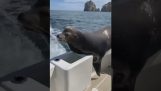 Een hongerige zeehond op een boot