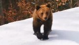 Björn mot skidåkare (Rumänien)