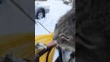 Kočičí jazyk se lepil na ledové zábradlí