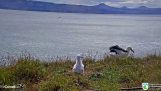 En albatross foretager en tvunget landing