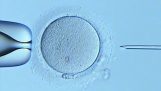 Запліднення яйцеклітини під мікроскопом