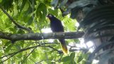 The special song of the bird Montezuma Oropendola