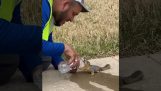 Aider un écureuil déshydraté