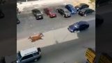 Horse vs car