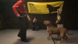 Een getrainde pitbull beschermt een 9-jarige jongen