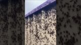 Хиљаде паука на огради