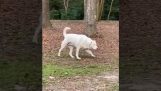 Een blinde hond lokaliseert zijn eigenaar