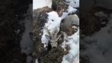 Homem resgata um cervo preso