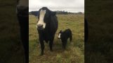 La vaca quiere mostrar su ternero