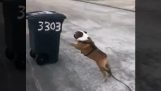 The bulldog who hates trash bins