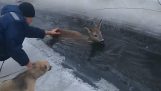 从冰冷的溪流中释放鹿