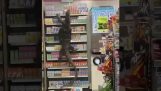 Una grossa lucertola si arrampica sugli scaffali di un supermercato