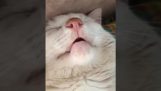 Кіт у глибокому сні