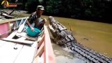 Кормление огромного крокодила