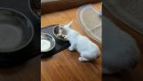 Een kitten praat terwijl hij zijn eten eet