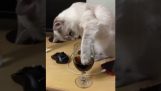 En katt prøver coca cola