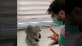 一只小猫在兽医mo吟着