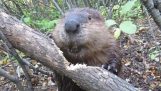 Beaver taie un trunchi cu dinții