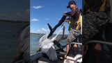 Rettung eines Reihers durch einen Fischer