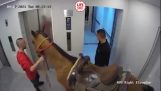 Un caballo en el ascensor