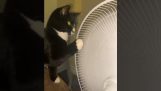 Мачка и вентилатор